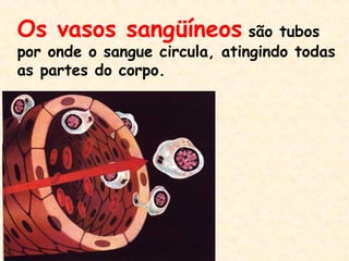 Os vasos sangüíneos são tubos
por onde o sangue circula, atingindo todas
as partes do corpo.
 