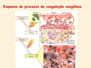 Esquema do processo de coagulação sangüínea
 