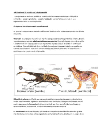 SISTEMAS CIRCULATORIOSEN LOS ANIMALES
La mayoría de losanimalesposeenunsistemacirculatorioespecializadoparatransportar
nutrientesygasesrespiratoriosatodoslostejidosdel cuerpo.Tal sistemavaríade unos
organismosaotros en sucomplejidad.
Ø Organización del sistema circulatorioanimal.
En general este sistemacirculatorioestáformadoporel corazón,losvasossanguíneosyel líquido
circulante.
El corazón esun órganomuscularque impulsaloslíquidoscirculantesportodoel sistema.Existen
variostiposde corazones: tubulares,tabicadosyaccesorios.El corazón tubularesel más sencillo
y estáformadopor vasospulsátilesque impulsanloslíquidosatravésde ondasde contracción
peristáltica.El corazóntabicadotiene cavidadesllamadasaurículasyventrículos,separadospor
válvulas.Loscorazonesaccesoriossoncorazonesque suelensituarse cercade lasbranquiasy
contribuyenconel procesode oxigenación.
El líquidocirculante es el fluidoque transportalasdiferentessustancias,yaseaendisolucióno
unidasa determinadospigmentosrespiratorios.Estossonmoléculasorgánicasformadasporuna
proteínay una partícula cargada eléctricamente (ion),que tiene granafinidadporel oxígeno.
Dependiendodel grupoanimal,existendiferenteslíquidosde transporte.
La hidrolinfaesun líquidoincoloro,que posee unacomposiciónde salessimilaraladel agua de
mar. Contiene amebocitos,célulasfagocitariasconfuncióndefensiva.Este líquidoespropiode los
 