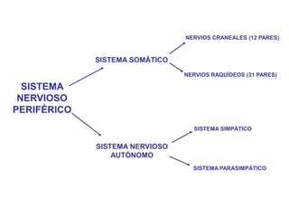 NERVIOS CRANEALES (12 PARES)



             SISTEMA SOMÁTICO
                                NERVIOS RAQUÍDEOS (31 PARES)

  SISTEMA
 NERVIOSO
PERIFÉRICO
                                  SISTEMA SIMPÁTICO


             SISTEMA NERVIOSO
                 AUTÓNOMO
                                  SISTEMA PARASIMPÁTICO
 