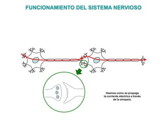 FUNCIONAMIENTO DEL SISTEMA NERVIOSO




                         Veamos como se propaga
                       la corriente eléctrica a través
                               de la sinapsis.
 