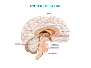 SYSTÈME NERVEUX
 