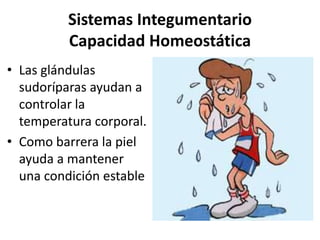 Sistemas Integumentario
Capacidad Homeostática
• Las glándulas
sudoríparas ayudan a
controlar la
temperatura corporal.
• Como barrera la piel
ayuda a mantener
una condición estable
 
