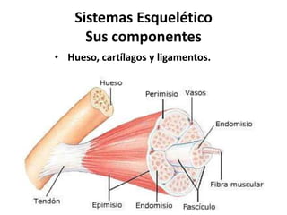 Sistemas Esquelético
Sus componentes
• Hueso, cartílagos y ligamentos.
 