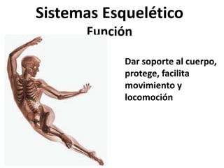 Sistemas Esquelético
Función
Dar soporte al cuerpo,
protege, facilita
movimiento y
locomoción
 