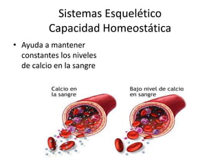 Sistemas Esquelético
Capacidad Homeostática
• Ayuda a mantener
constantes los niveles
de calcio en la sangre
 