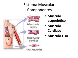 Sistema Muscular
Componentes
• Musculo
esquelético
• Musculo
Cardiaco
• Musculo Liso
 