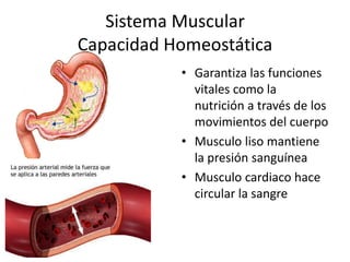 Sistema Muscular
Capacidad Homeostática
• Garantiza las funciones
vitales como la
nutrición a través de los
movimientos del cuerpo
• Musculo liso mantiene
la presión sanguínea
• Musculo cardiaco hace
circular la sangre
 