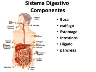 Sistema Digestivo
Componentes
• Boca
• esófago
• Estomago
• Intestinos
• Hígado
• páncreas
 