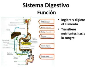 Sistema Digestivo
Función
• Ingiere y digiere
el alimento
• Transfiere
nutrientes hacia
la sangre
 