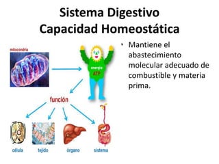 Sistema Digestivo
Capacidad Homeostática
• Mantiene el
abastecimiento
molecular adecuado de
combustible y materia
prima.
 