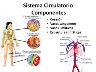 Sistema Circulatorio
Componentes
• Corazón
• Vasos sanguíneos
• Vasos linfáticos
• Estructuras linfáticas
 