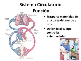 Sistema Circulatorio
Función
• Trasporta materiales de
una parte del cuerpo a
otra.
• Defiende al cuerpo
contra las
enfermedades
 