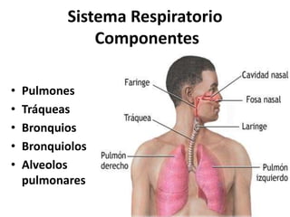 Sistema Respiratorio
Componentes
• Pulmones
• Tráqueas
• Bronquios
• Bronquiolos
• Alveolos
pulmonares
 