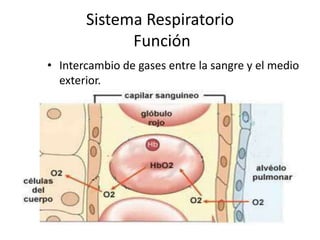 Sistema Respiratorio
Función
• Intercambio de gases entre la sangre y el medio
exterior.
 