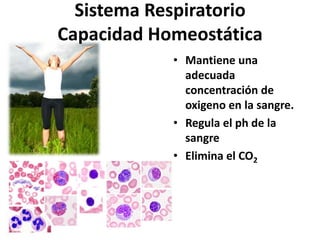 Sistema Respiratorio
Capacidad Homeostática
• Mantiene una
adecuada
concentración de
oxigeno en la sangre.
• Regula el ph de la
sangre
• Elimina el CO2
 