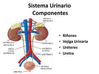 Sistema Urinario
Componentes
• Riñones
• Vejiga Urinaria
• Uréteres
• Uretra
 