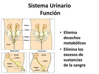 Sistema Urinario
Función
• Elimina
desechos
metabólicos
• Elimina los
excesos de
sustancias
de la sangre
 
