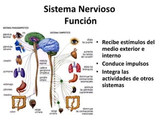 Sistema Nervioso
Función
• Recibe estímulos del
medio exterior e
interno
• Conduce impulsos
• Integra las
actividades de otros
sistemas
 