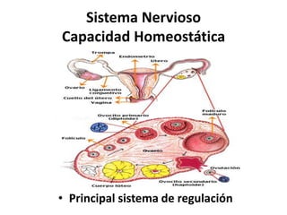 Sistema Nervioso
Capacidad Homeostática
• Principal sistema de regulación
 