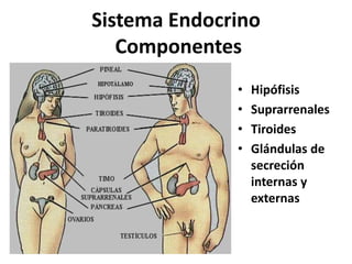 Sistema Endocrino
Componentes
• Hipófisis
• Suprarrenales
• Tiroides
• Glándulas de
secreción
internas y
externas
 