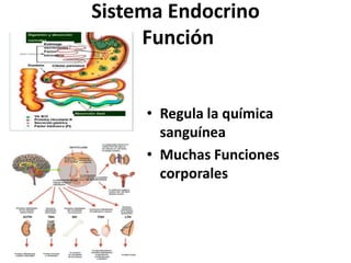 Sistema Endocrino
Función
• Regula la química
sanguínea
• Muchas Funciones
corporales
 