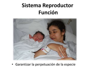 Sistema Reproductor
Función
• Garantizar la perpetuación de la especie
 