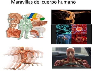 Maravillas del cuerpo humano
 