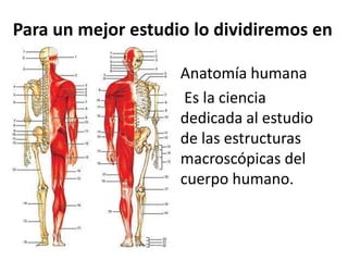 Para un mejor estudio lo dividiremos en
Anatomía humana
Es la ciencia
dedicada al estudio
de las estructuras
macroscópicas del
cuerpo humano.
 