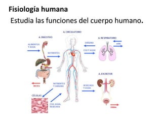 Fisiología humana
Estudia las funciones del cuerpo humano.
 
