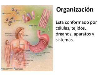 Organización
Esta conformado por
células, tejidos,
órganos, aparatos y
sistemas.
 