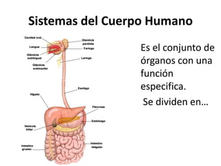 Sistemas del Cuerpo Humano
Es el conjunto de
órganos con una
función
especifica.
Se dividen en…
 