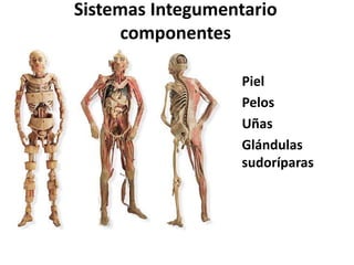 Sistemas Integumentario
componentes
Piel
Pelos
Uñas
Glándulas
sudoríparas
 