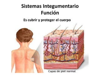 Sistemas Integumentario
Función
Es cubrir y proteger el cuerpo
 