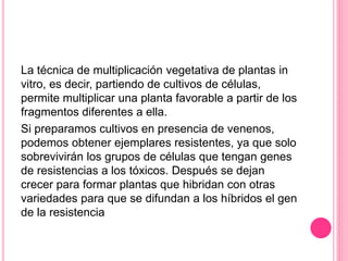 La técnica de multiplicación vegetativa de plantas in
vitro, es decir, partiendo de cultivos de células,
permite multiplicar una planta favorable a partir de los
fragmentos diferentes a ella.
Si preparamos cultivos en presencia de venenos,
podemos obtener ejemplares resistentes, ya que solo
sobrevivirán los grupos de células que tengan genes
de resistencias a los tóxicos. Después se dejan
crecer para formar plantas que hibridan con otras
variedades para que se difundan a los híbridos el gen
de la resistencia
 