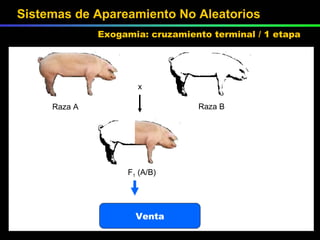 Raza A Raza B F 1  (A/B) Venta x Sistemas de Apareamiento No Aleatorios Exogamia: cruzamiento terminal / 1 etapa 