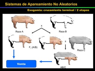 Venta Raza A Raza B F 1  (A/B) x ♂ ♀ x AB/C Raza C Sistemas de Apareamiento No Aleatorios Exogamia: cruzamiento terminal / 2 etapas 