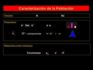 Caracterización de la Población Tamaño   N  Ne Parámetros p 2   2pq  q 2   p  q Relaciones entre individuos Covarianzas  a xy  a  ∆F P 0   σ 2  =  componentes  h 2   H 2   r  c 2 