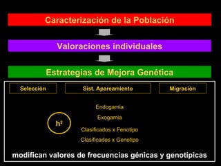 modifican valores de frecuencias génicas y genotípicas Valoraciones individuales Caracterización de la Población Estrategias de Mejora Genética Selección Sist. Apareamiento Migración Endogamia Exogamia Clasificados x Fenotipo Clasificados x Genotipo h 2 