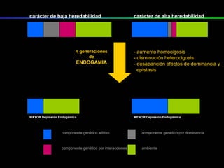 carácter de baja heredabilidad carácter de alta heredabilidad n  generaciones de ENDOGAMIA - aumento homocigosis - disminución heterocigosis - desaparición efectos de dominancia y  epístasis componente genético aditivo componente genético por interacciones componente genético por dominancia ambiente MAYOR Depresión Endogámica MENOR Depresión Endogámica 