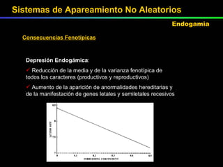 Consecuencias Fenotípicas Depresión Endogámica : Reducción de la media y de la varianza fenotípica de todos los caracteres (productivos y reproductivos) Aumento de la aparición de anormalidades hereditarias y de la manifestación de genes letales y semiletales recesivos Sistemas de Apareamiento No Aleatorios Endogamia 