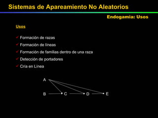 Usos Formación de razas Formación de líneas Formación de familias dentro de una raza Detección de portadores Cría en Línea A B C D E Sistemas de Apareamiento No Aleatorios Endogamia: Usos 