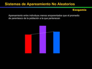 Apareamiento entre individuos menos emparentados que el promedio de parentesco de la población a la que pertenecen Línea A  Híbrido AB  Línea B  EE  Ee  ee  Sistemas de Apareamiento No Aleatorios Exogamia 