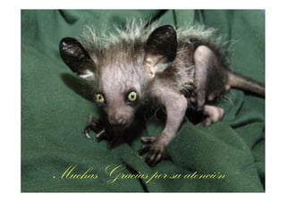 Muchas Gracias por su atención

 