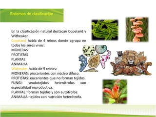 Sistemas de clasificación
En la clasificación natural destacan Copeland y
Witheaker.
Copeland habla de 4 reinos donde agrupa en
todos los seres vivos:
MONERAS
PROTISTAS
PLANTAE
ANIMALIA
Witheaker habla de 5 reinos:
MONERAS: procariontes con núcleo difuso.
PROTISTAS: eucariontes que no forman tejidos.
FUNGI: seudotejidos heterótrofos con
especialidad reproductiva.
PLANTAE: forman tejidos y son autótrofos.
ANIMALIA: tejidos con nutrición heterótrofa.
 