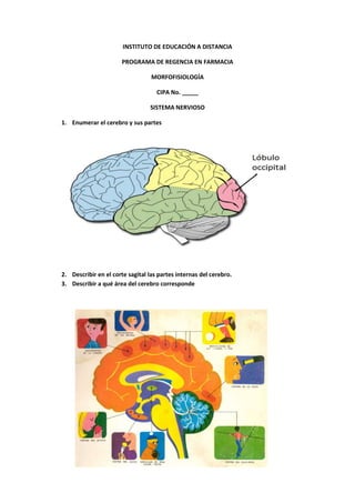 INSTITUTO DE EDUCACIÓN A DISTANCIA

                       PROGRAMA DE REGENCIA EN FARMACIA

                                  MORFOFISIOLOGÍA

                                    CIPA No. _____

                                 SISTEMA NERVIOSO

1. Enumerar el cerebro y sus partes




2. Describir en el corte sagital las partes internas del cerebro.
3. Describir a qué área del cerebro corresponde
 