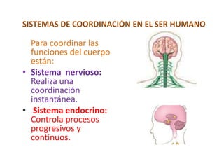 SISTEMAS DE COORDINACIÓN EN EL SER HUMANO
Para coordinar las
funciones del cuerpo
están:
• Sistema nervioso:
Realiza una
coordinación
instantánea.
• Sistema endocrino:
Controla procesos
progresivos y
continuos.
 