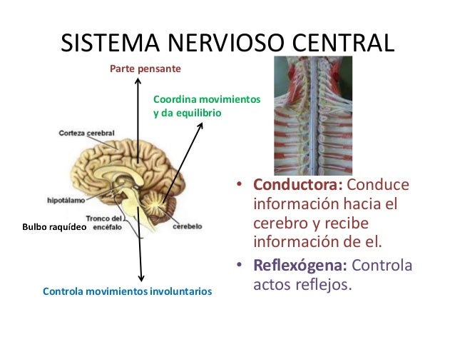Sistemas de coordinación en el ser humano