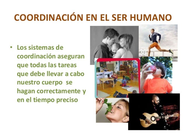 Sistemas de coordinación en el ser humano