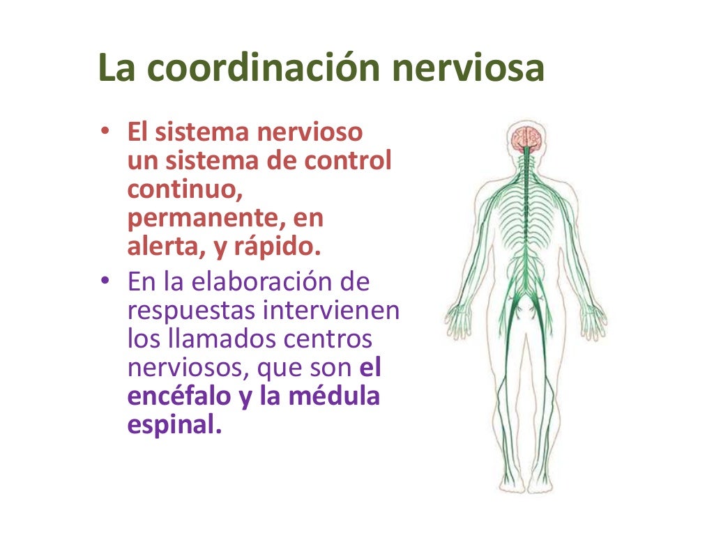 Sistemas de coordinación en el ser humano Sistemas de coordinación en el ser humano
